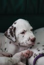Cute, little baby Dalmatian puppy dog