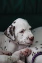 Cute, little baby Dalmatian puppy dog Royalty Free Stock Photo