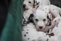 Cute, little baby Dalmatian puppy dog