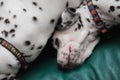 Cute, little baby Dalmatian puppy dog Royalty Free Stock Photo
