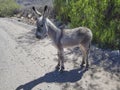 cute little baby donkey foal standing on a gravel road in Peru. Royalty Free Stock Photo