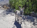 Cute Little Baby Donkey Foal Standing On A Gravel Road In Peru.