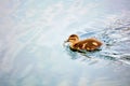 Cute little baby duckling swimming Royalty Free Stock Photo