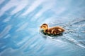 Cute little baby duckling swimming Royalty Free Stock Photo