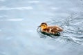 Cute little baby duckling swimming Royalty Free Stock Photo