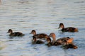 Cute little baby ducks family on the lake in nature Royalty Free Stock Photo