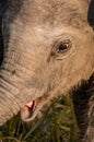 Baby Elephant Face With Open Mouth