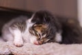 Cute little baby kitten on fur white blanket. Two weeks old baby cat on her sleeping on her blanket. Very tired after The first Royalty Free Stock Photo