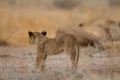 Cute little baby lion playing among the grass in the middle of a field Royalty Free Stock Photo