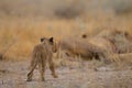 Cute little baby lion playing among the grass in the middle of a field Royalty Free Stock Photo