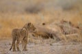 Cute little baby lion playing among the grass in the middle of a field Royalty Free Stock Photo