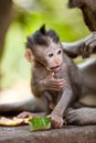 Cute little baby monkey Royalty Free Stock Photo
