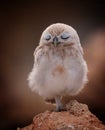 Cute little baby owl with closed eyes on a rock in the wilderness on a blurred brown background Royalty Free Stock Photo