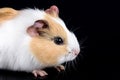 Cute little baby pet white brown guinea pig on the black background with reflections Royalty Free Stock Photo