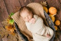 Cute little baby sleeping in a wicker basket of twigs with leaves and little orange pumpkins. Royalty Free Stock Photo
