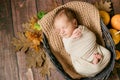 Cute little baby sleeping in a wicker basket of twigs with leaves and little orange pumpkins. Royalty Free Stock Photo