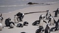 Cute baby South African penguin shedding in Boulders beach near Cape Town south Africa Royalty Free Stock Photo