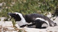 Cute baby South African penguin shedding in Boulders beach near Cape Town south Africa Royalty Free Stock Photo