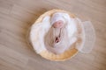 Cute little baby in white knitted hat lies in a wicker basket in a beige knitted blanket. Summer mood. Royalty Free Stock Photo