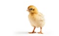 Cute little baby yellow chicken isolated on a white background Royalty Free Stock Photo