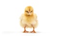 Cute little baby yellow chicken isolated on a white background Royalty Free Stock Photo