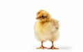 Cute little baby yellow chicken isolated on a white background Royalty Free Stock Photo