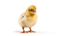 Cute little baby yellow chicken isolated on a white background