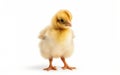 Cute little baby yellow chicken isolated on a white background Royalty Free Stock Photo