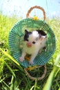 Cute little Babycat with flowers