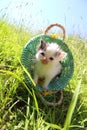 Cute little Babycat with flowers