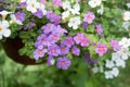 Cute little Bacopa flowers. Flowers close-up of lilac, pink and white