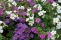 Cute little Bacopa flowers. Flowers close-up of lilac, pink and white