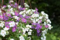 Cute little Bacopa flowers. Flowers close-up of lilac, pink and white