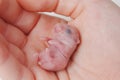 cute little bald newborn hamster in children& x27;s hands.