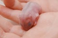 cute little bald newborn hamster in children& x27;s hands.