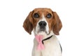 Cute little beagle dog looking at the camera Royalty Free Stock Photo