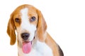 Cute little beagle dog smiling studio portrait