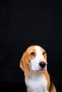 Cute Little beagle dog studio portrait - black background