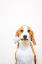 Cute Little beagle dog studio portrait - hold flower on the mouth Royalty Free Stock Photo