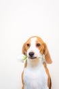 Cute Little beagle dog studio portrait - hold flower on the mouth