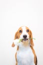 Cute Little beagle dog studio portrait - hold flower on the mouth Royalty Free Stock Photo