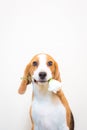 Cute Little beagle dog studio portrait - hold flower on the mouth Royalty Free Stock Photo