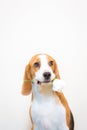 Cute Little beagle dog studio portrait - hold flower on the mouth Royalty Free Stock Photo