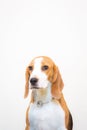 Cute Little beagle dog studio portrait - white background