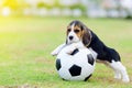 Cute little Beagle with football