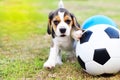 Cute little Beagle with football