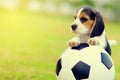 Cute little Beagle with football