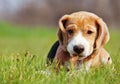Cute little beagle puppy playing in grass