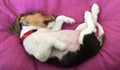 Cute little beagle puppy sleeping Royalty Free Stock Photo