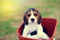 Cute little Beagle